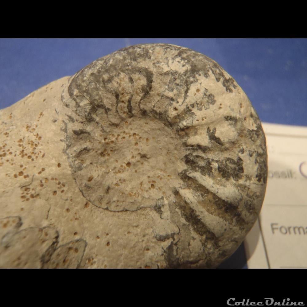 coquillage fossile invertebre cardioceras mariae