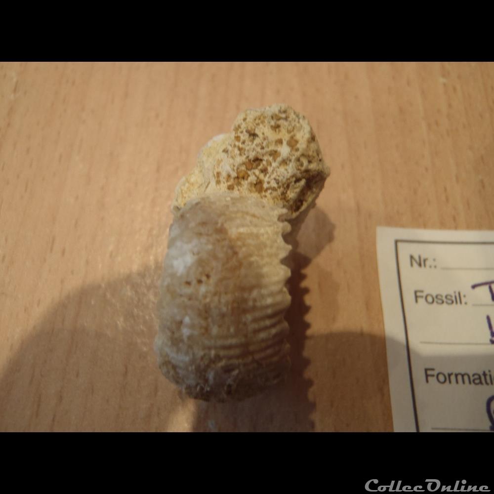 Teloceras blagdeni coquillage fossile invertebre teloceras blagdeni