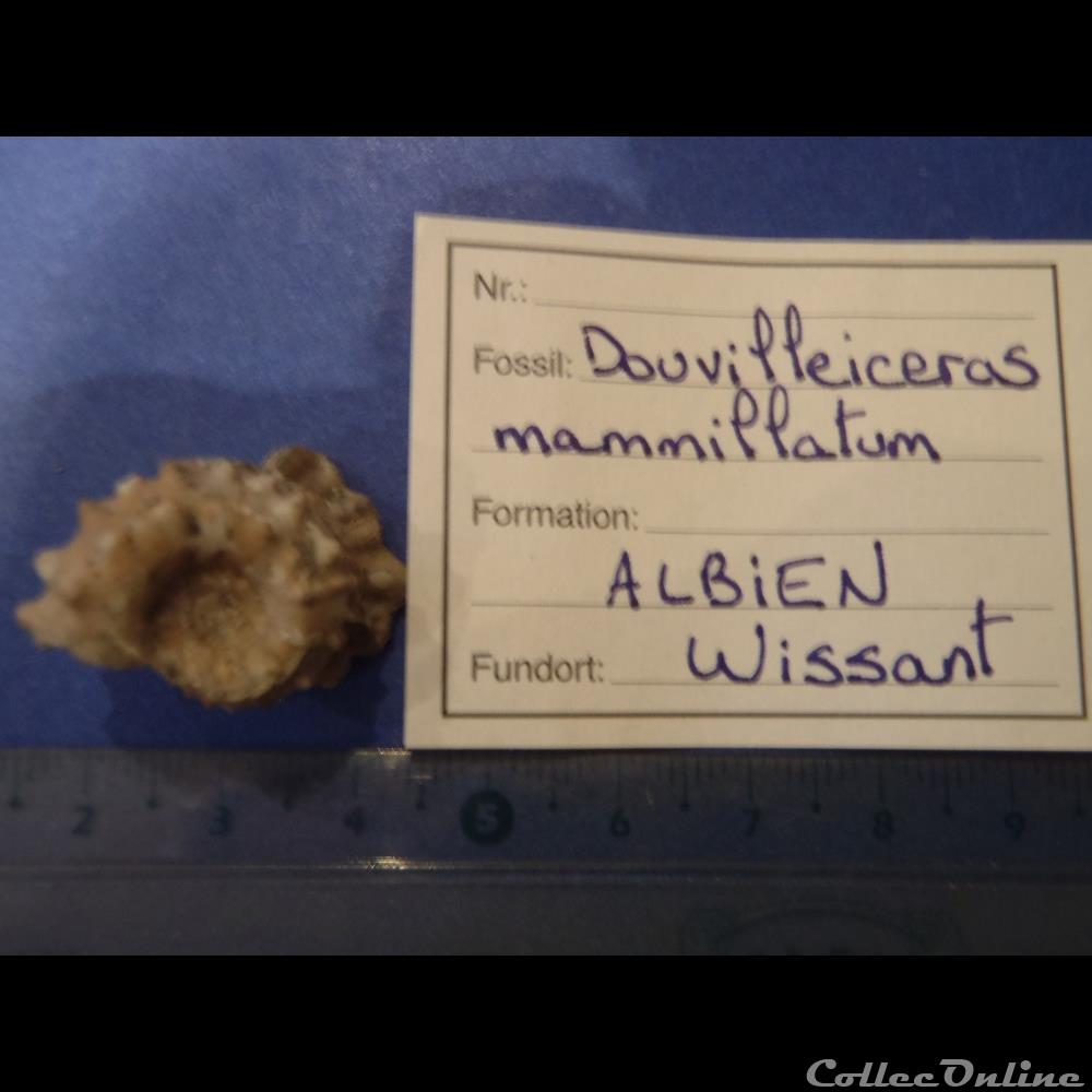 coquillage fossile invertebre douvilleiceras mammilatum