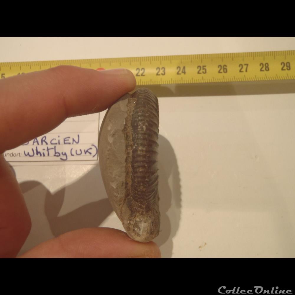 Dactylioceras sp. coquillage fossile invertebre dactylioceras sp