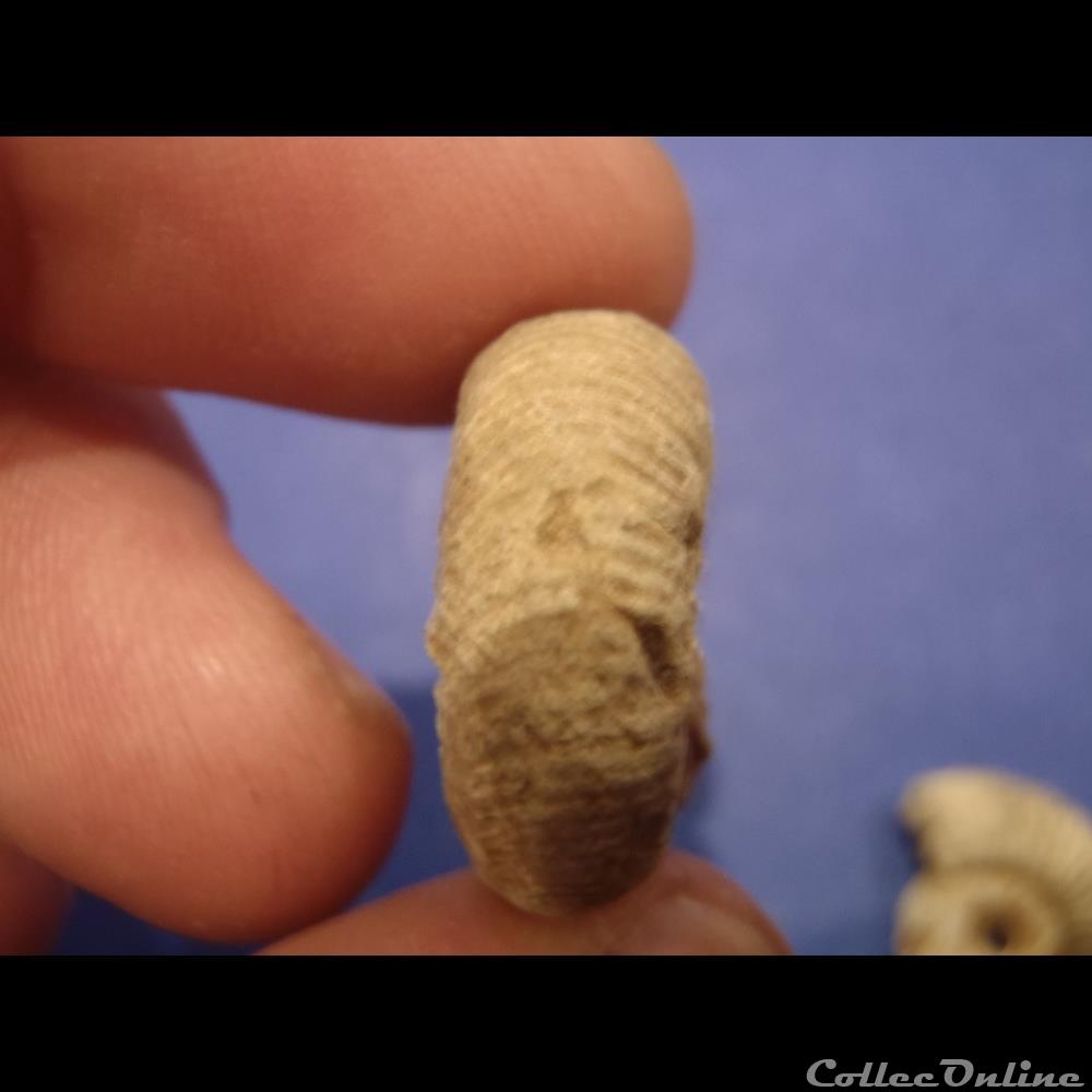 Perisphinctes sp. 5 coquillage fossile invertebre perisphinctes sp