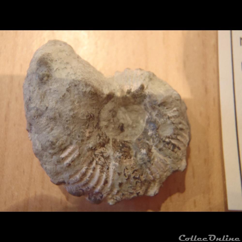 Anahoplites sp. 2 3 coquillage fossile anahoplites sp 2