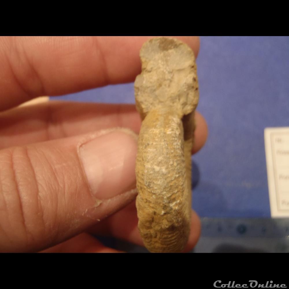 Perisphinctes sp. 2 coquillage fossile invertebre perisphinctes sp