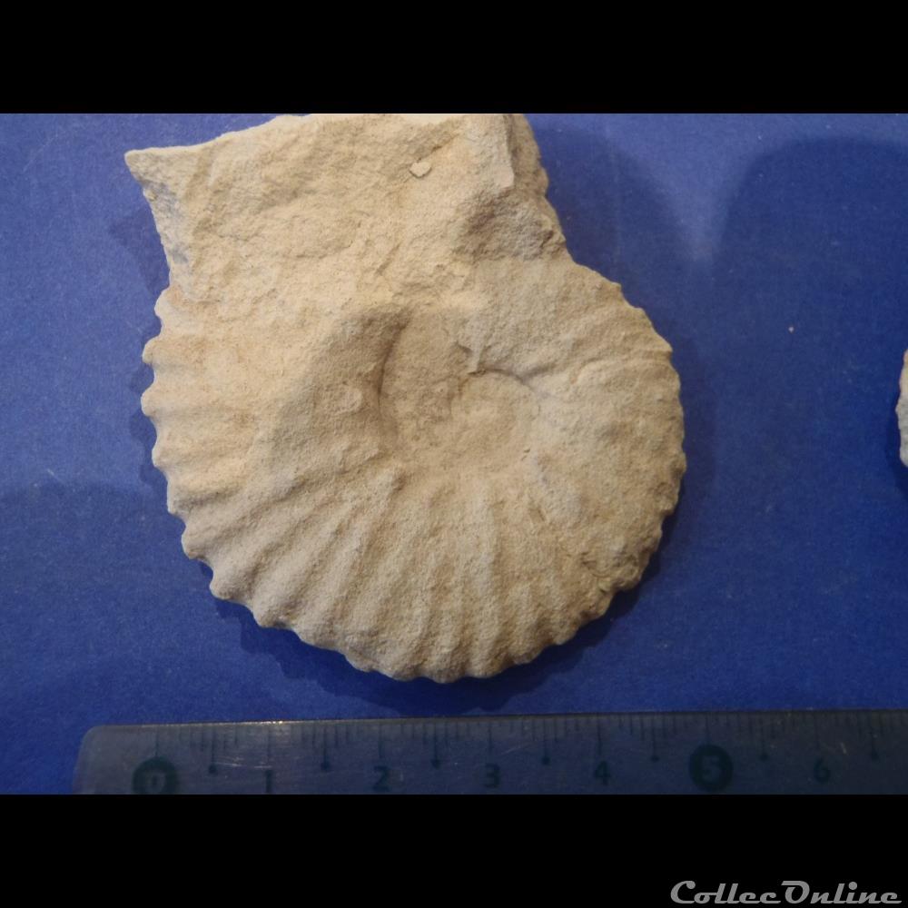Mantelliceras mantelli coquillage fossile invertebre mantelliceras mantelli