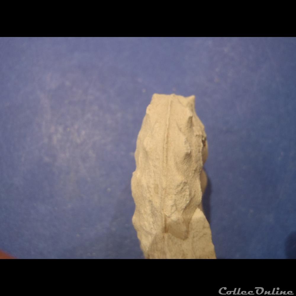 coquillage fossile invertebre schloenbachia varians