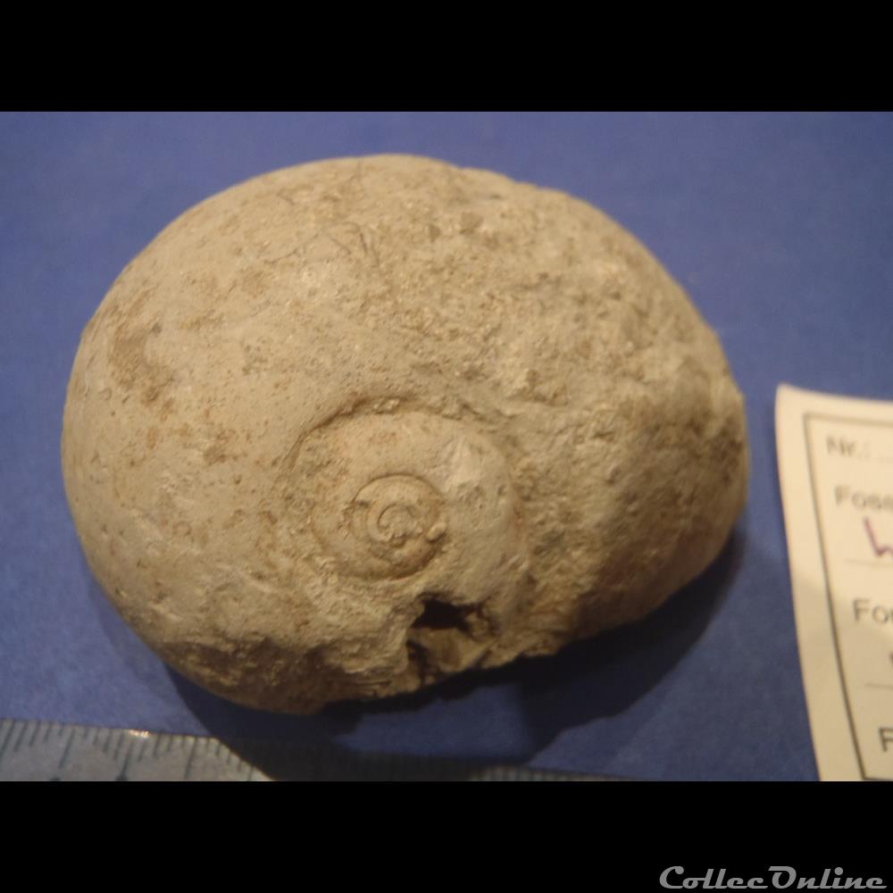coquillage fossile globularia hemisphaerica