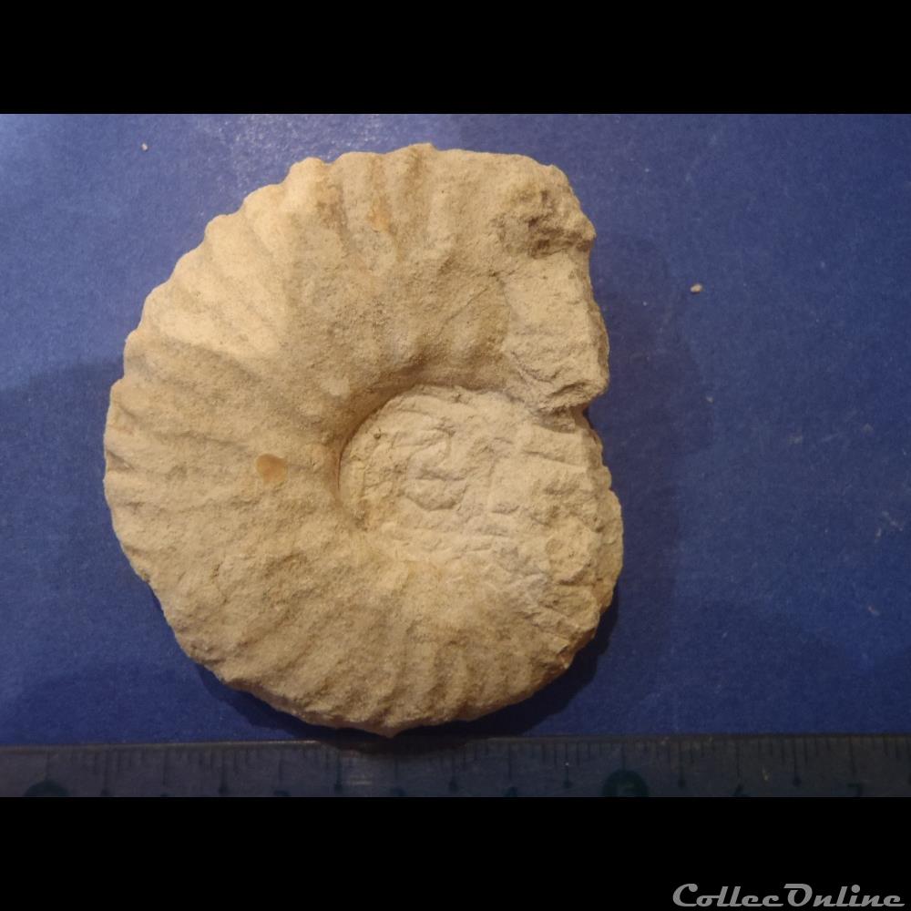 Mantelliceras mantelli 2 coquillage fossile mantelliceras mantelli