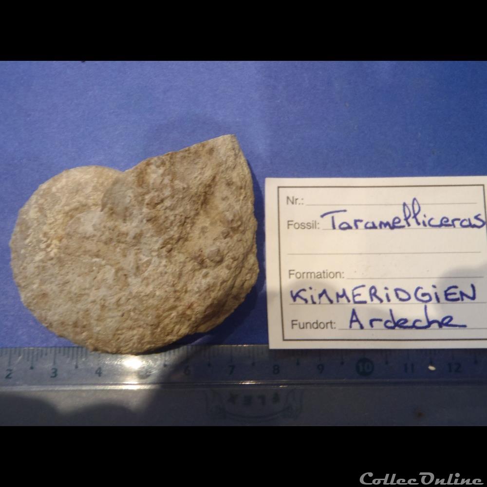 coquillage fossile invertebre taramelliceras