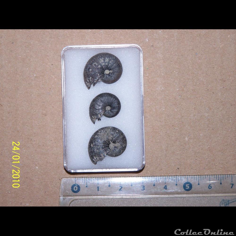 taramellicéras spe. 4 coquillage fossile invertebre taramelliceras spe