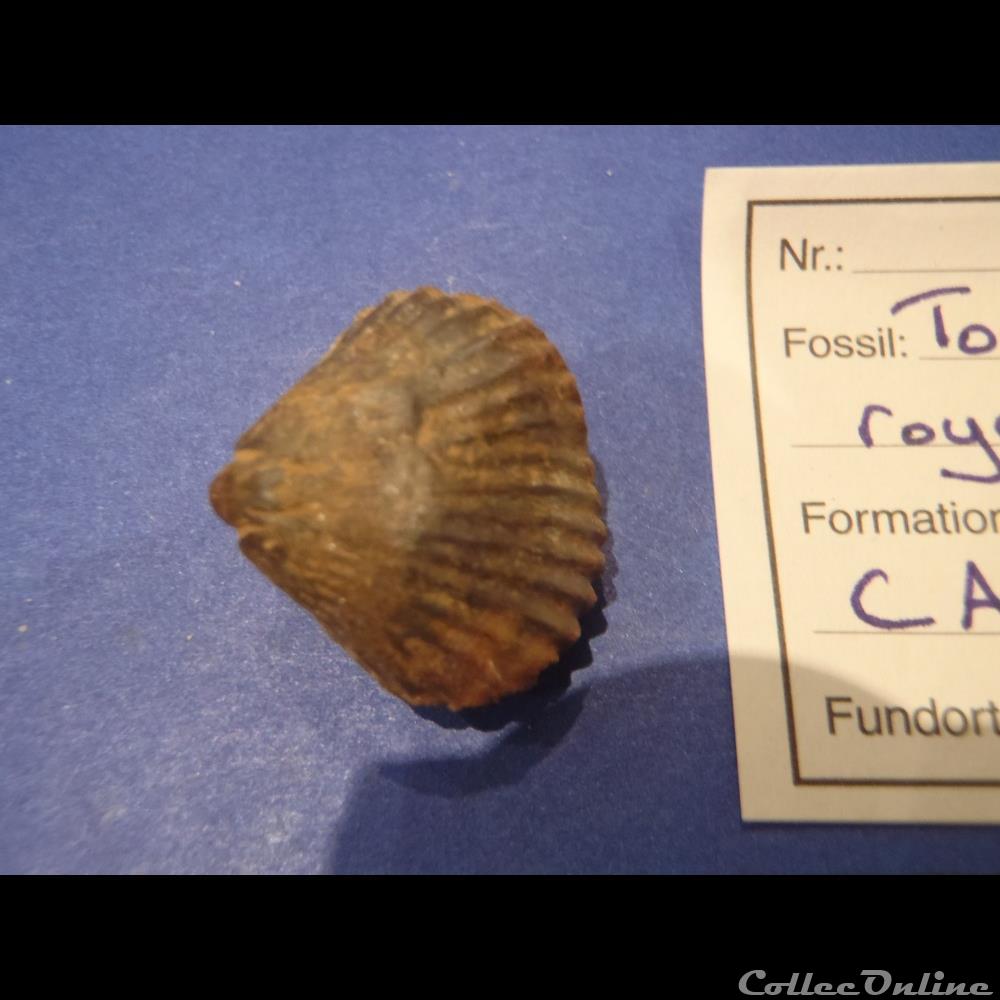 coquillage fossile thorquirynchia royeriana