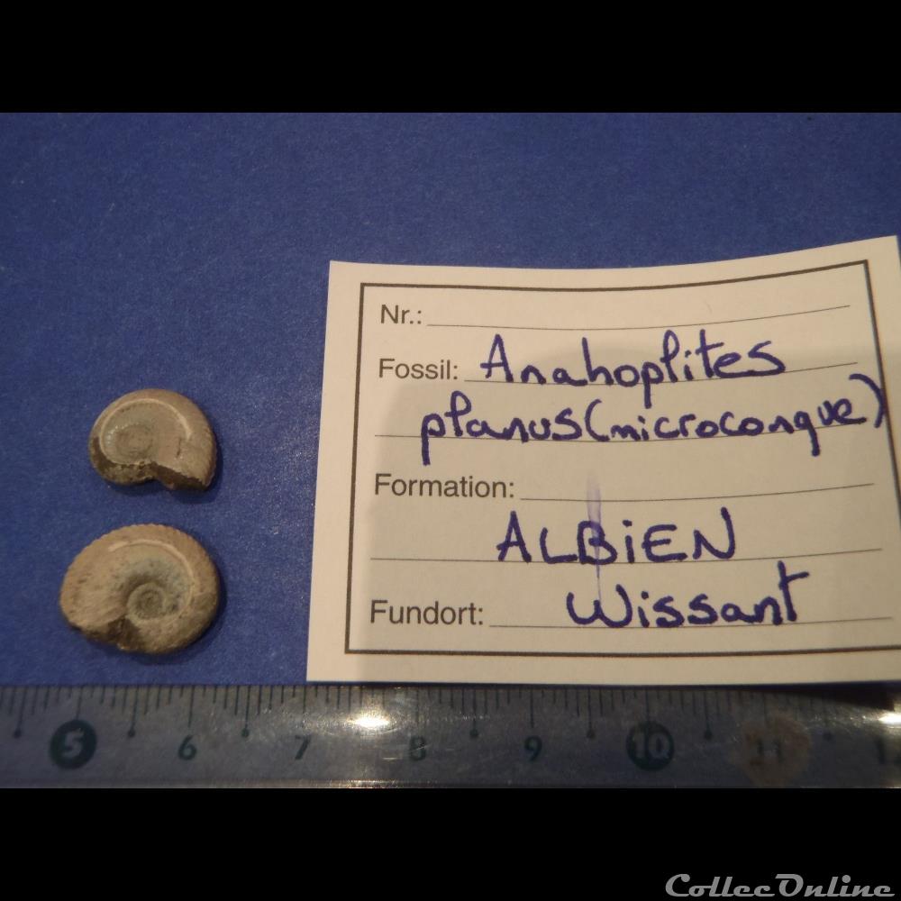 coquillage fossile invertebre anahoplites planus 5