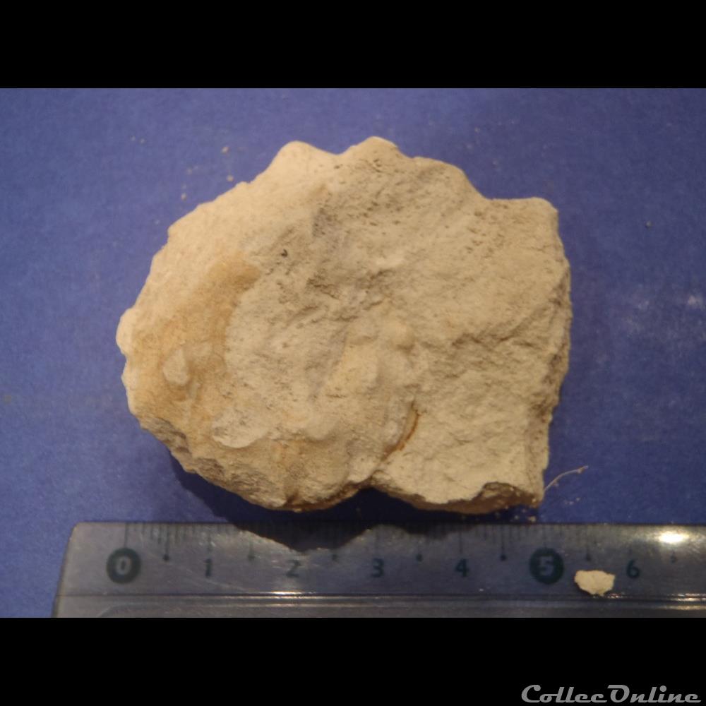 Schloenbachia varians 3 coquillage fossile schloenbachia varians