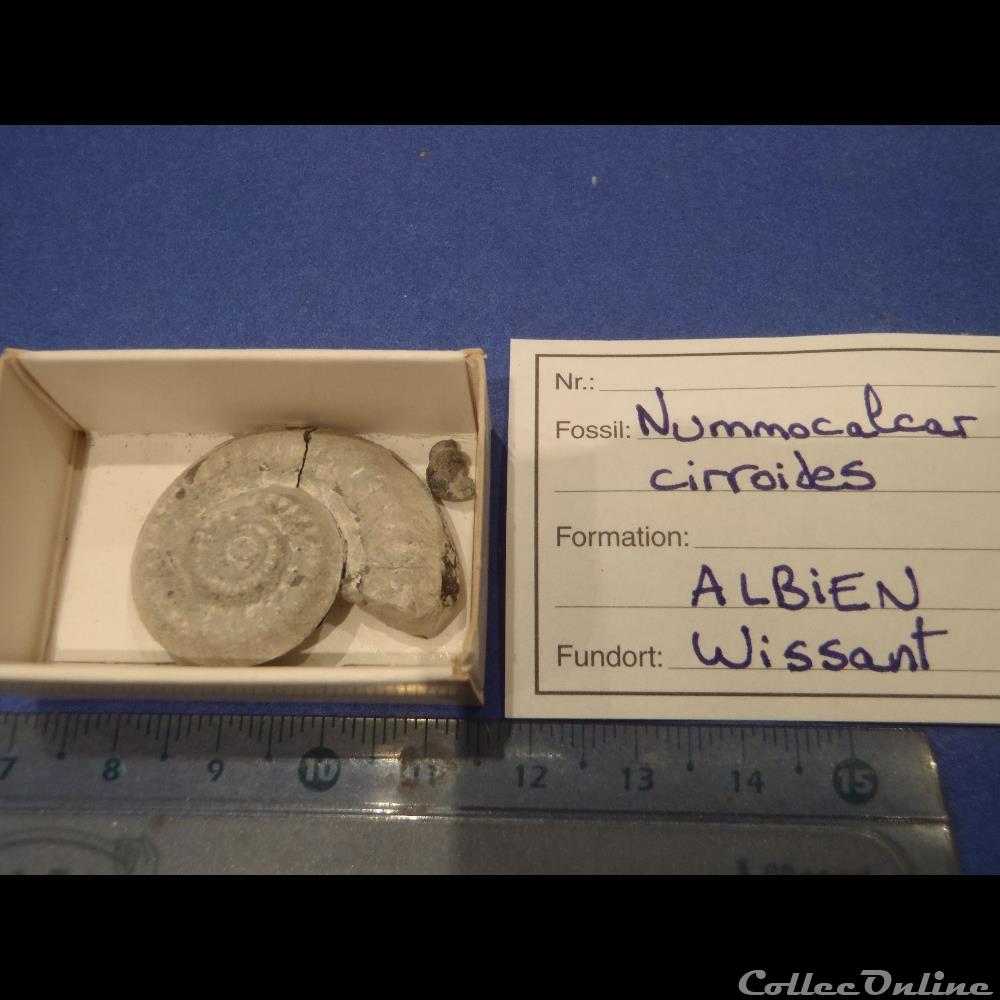 nummocalcar fittoni coquillage fossile invertebre nummocalcar fittoni