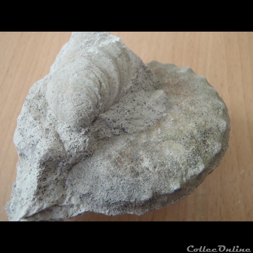 Schloenbachia varians coquillage fossile invertebre schloenbachia varians