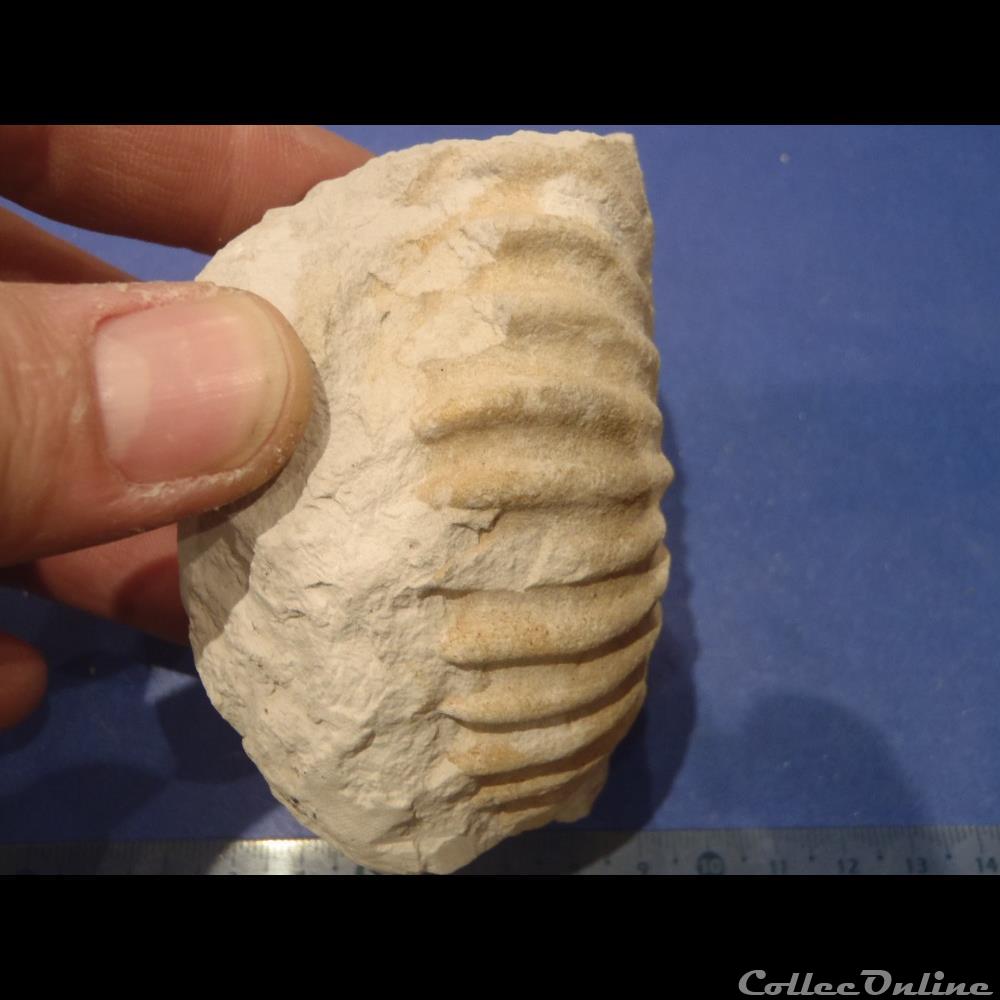 Ammonite indéterminée coquillage fossile invertebre ammonite indeterminee