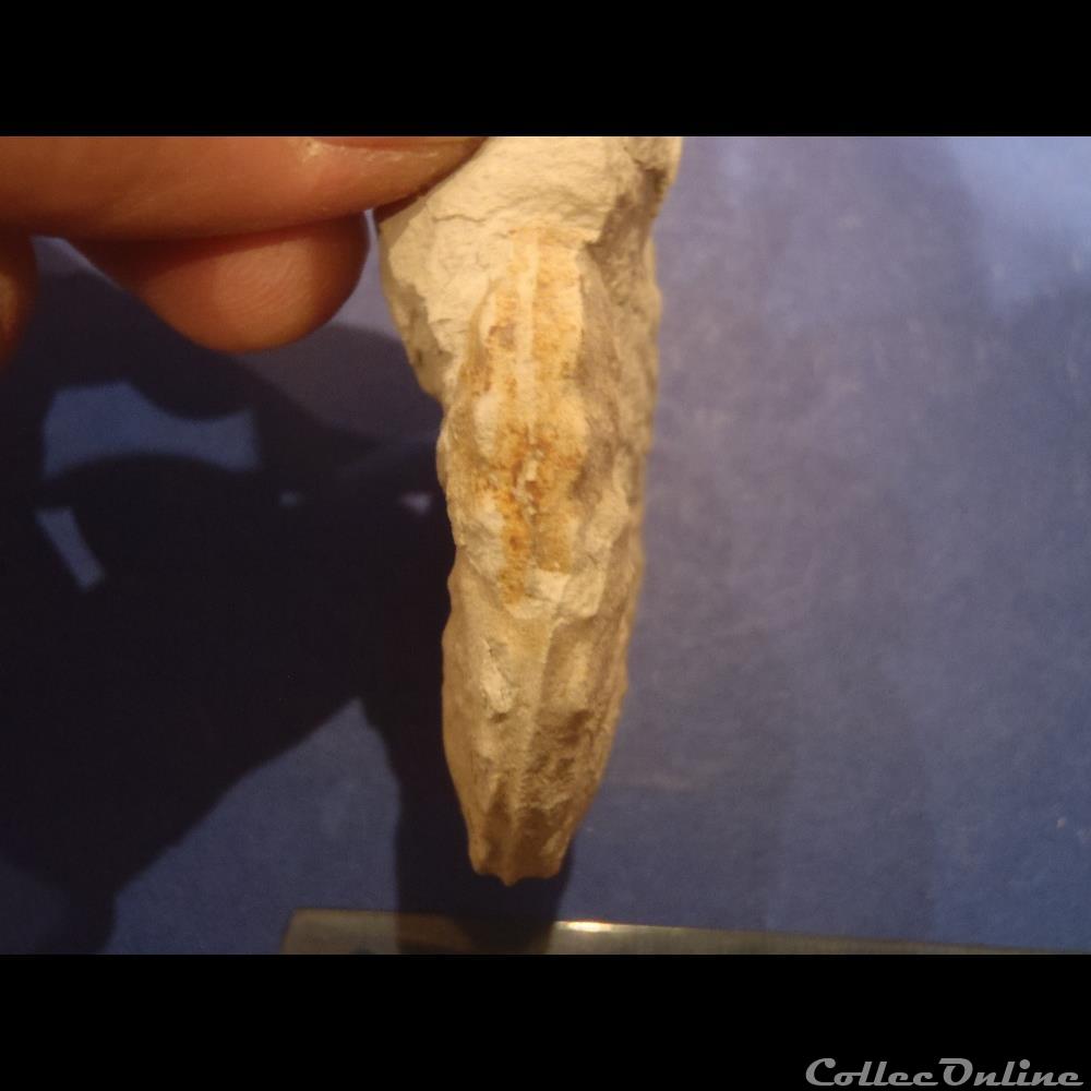 Schloenbachia varians 2 coquillage fossile invertebre schloenbachia varians