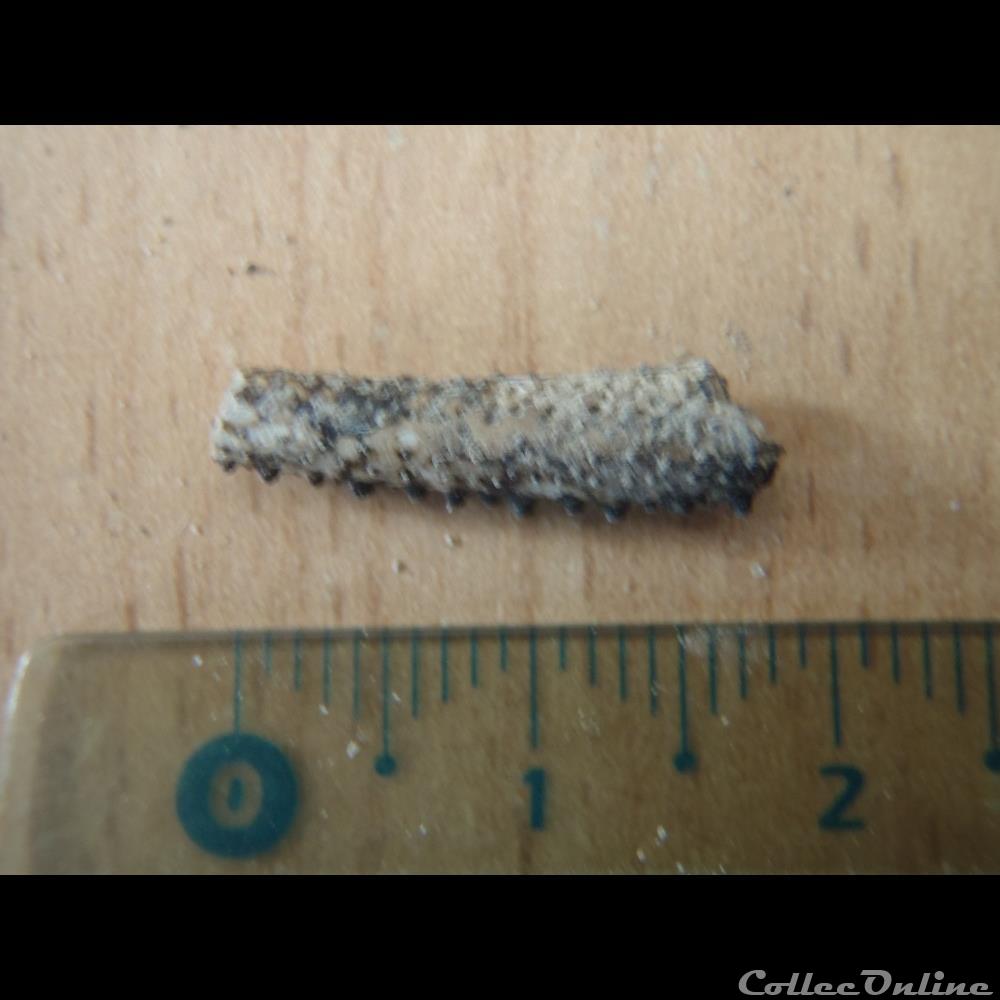Crustacé indéterminé 3 coquillage fossile invertebre crustace indetermine