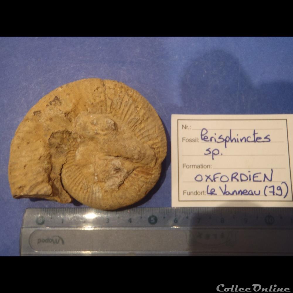 Perisphinctes sp. coquillage fossile invertebre perisphinctes sp