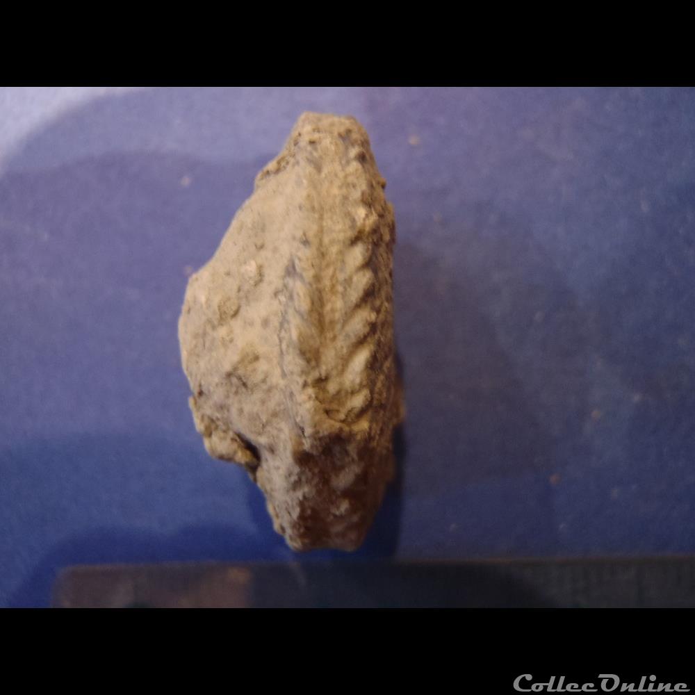Ammonite indéterminée 17 coquillage fossile invertebre ammonite indeterminee 17