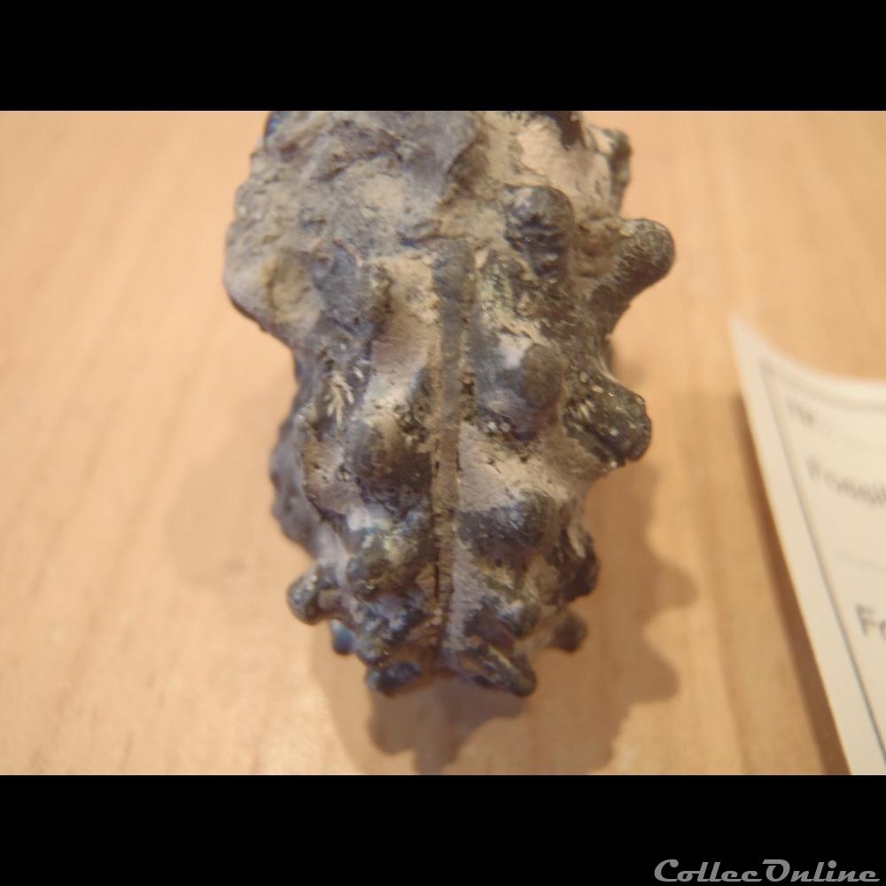 Euhoplites armatus 3 coquillage fossile invertebre euhoplites armatus
