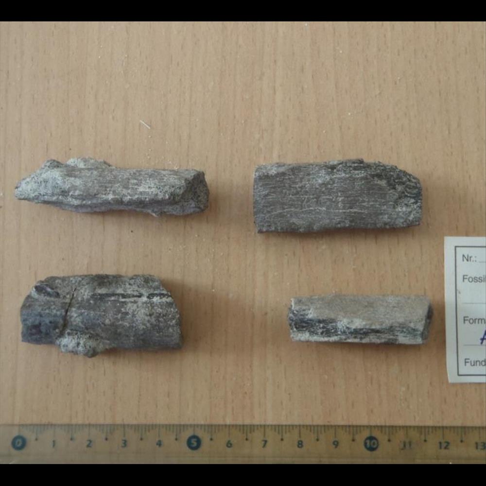 Fragments d'os indéterminés coquillage fossile invertebre fragments os indetermines