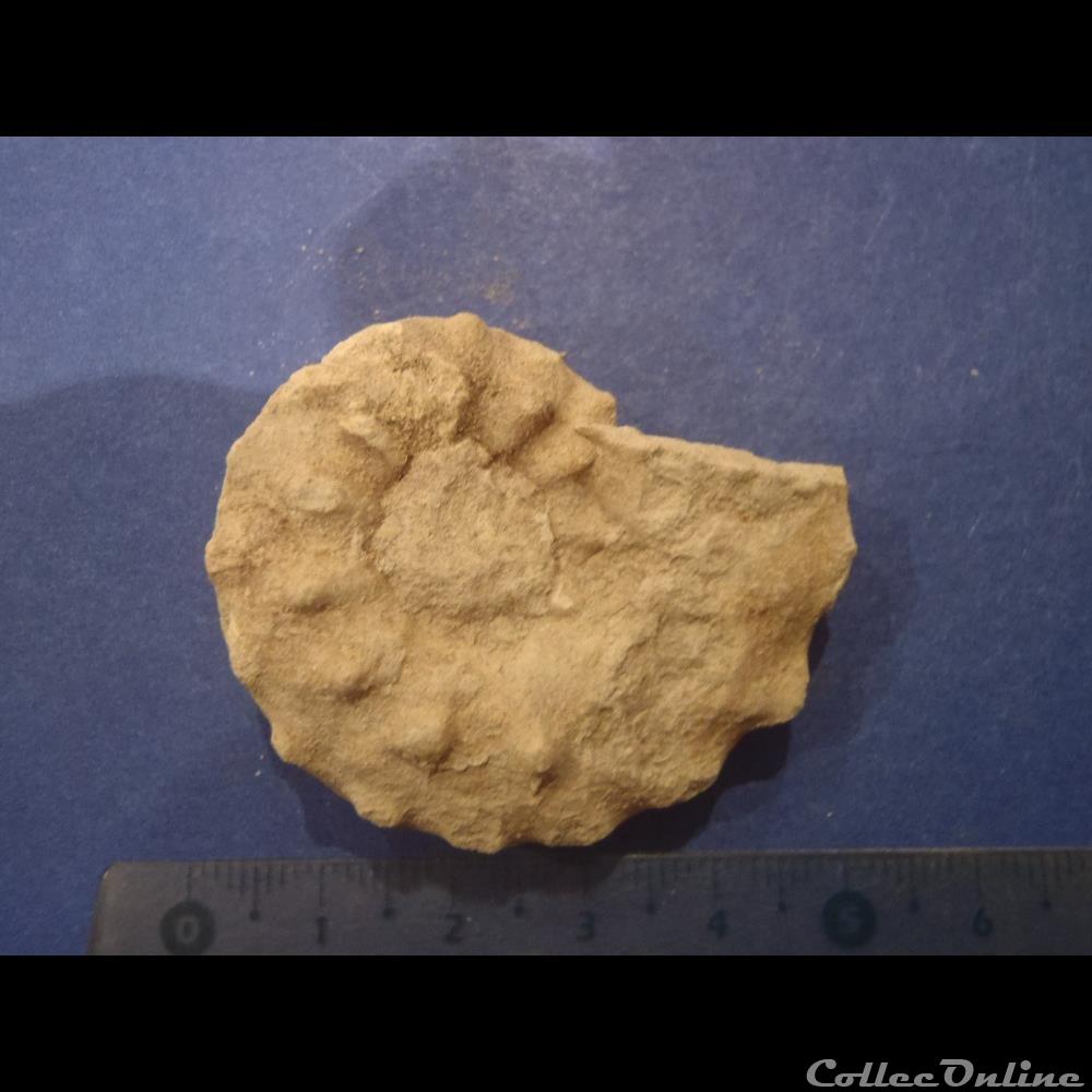 Schloenbachia varians 3 coquillage fossile invertebre schloenbachia varians