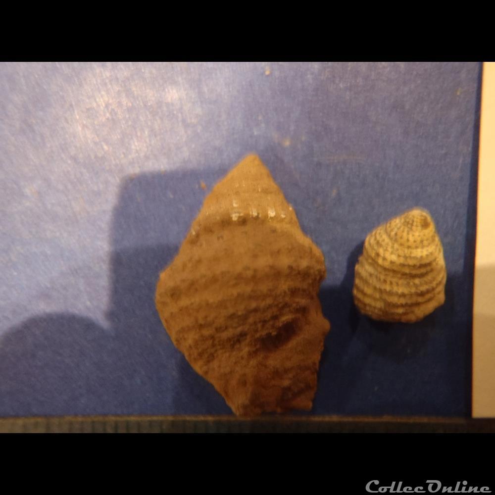 Encyclus meriani 3 coquillage fossile invertebre encyclus meriani