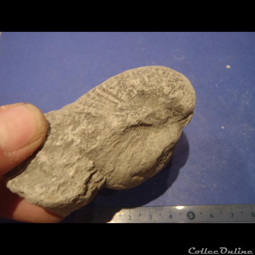 Indéterminé 2 coquillage fossile invertebre indetermine