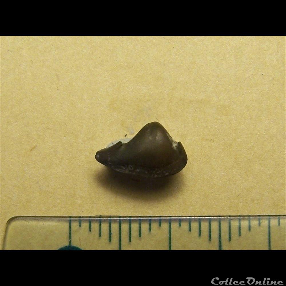 bivalves indéterminés 4 coquillage fossile invertebre bivalves indetermines