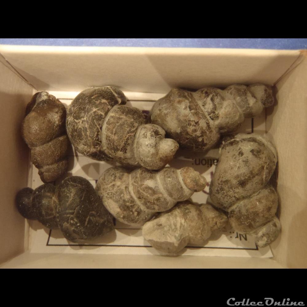 Gastéropode indéterminé 2 coquillage fossile invertebre gasteropode indetermine 2