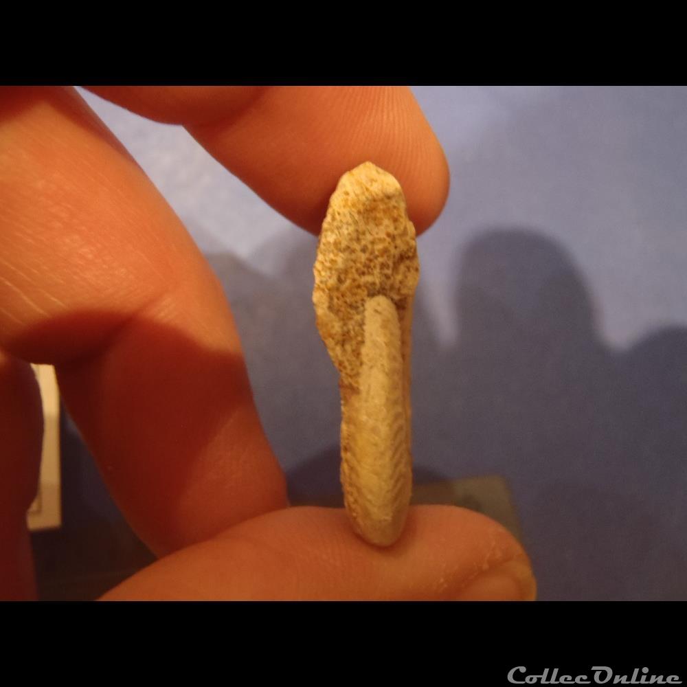 coquillage fossile invertebre hecticoceras spe