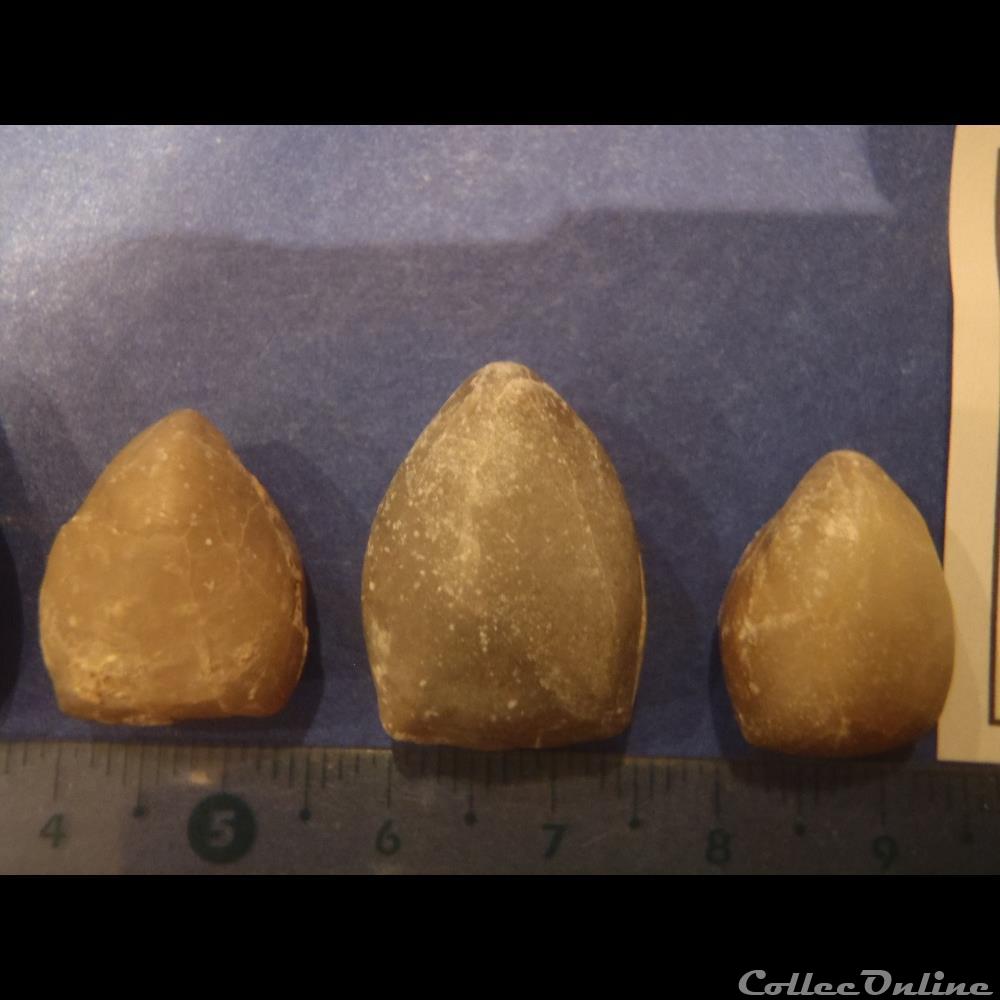 Digonella digona 4 coquillage fossile invertebre digonella digona