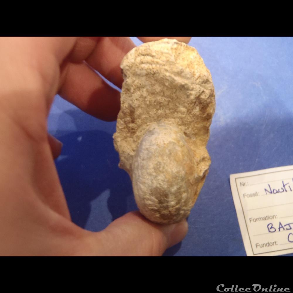 Nautile indéterminé 2 coquillage fossile invertebre nautile indetermine