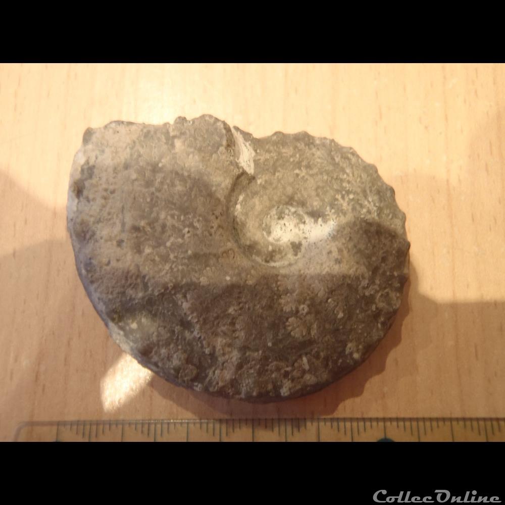 Schloenbachia varians coquillage fossile invertebre schloenbachia varians