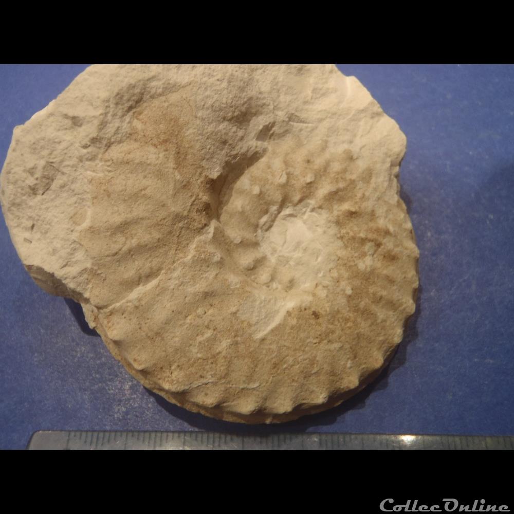 Schloenbachia varians 2 coquillage fossile invertebre schloenbachia varians