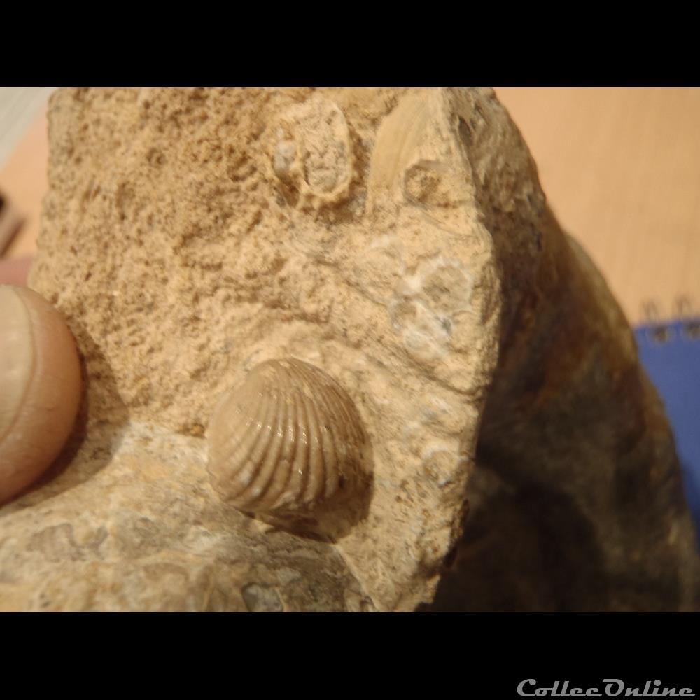 coquillage fossile invertebre erymnoceras coronatum