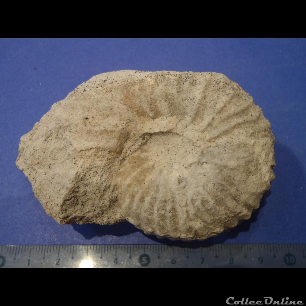 Mantelliceras mantelli 2 coquillage fossile invertebre mantelliceras mantelli