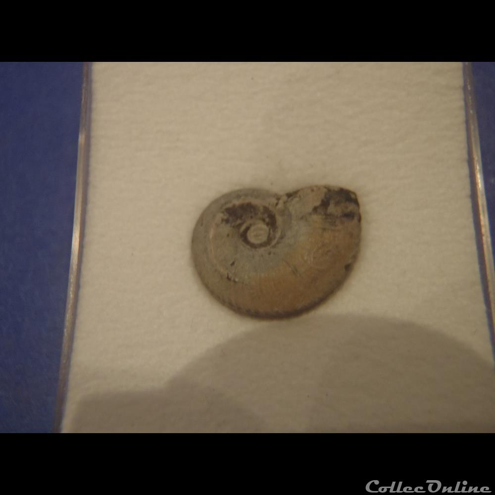 coquillage fossile anahoplites