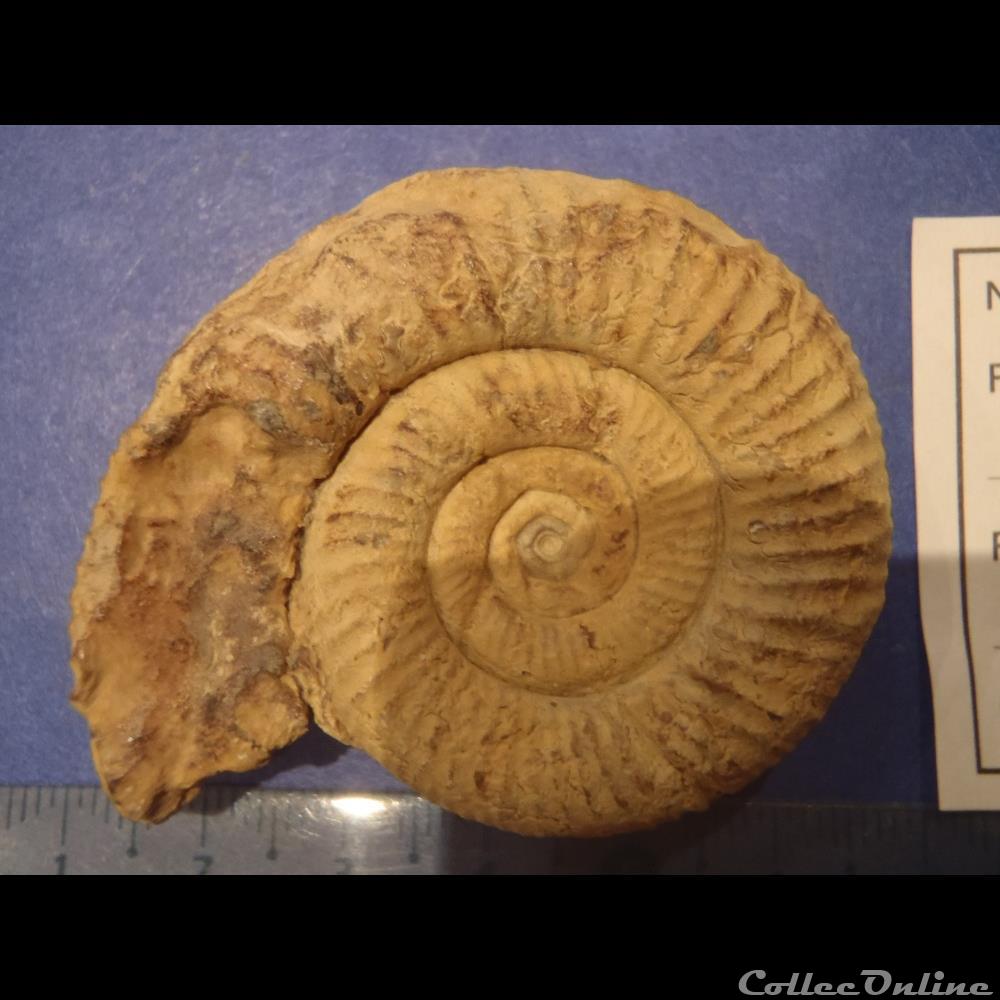 Perisphinctes sp. 2 coquillage fossile invertebre perisphinctes sp