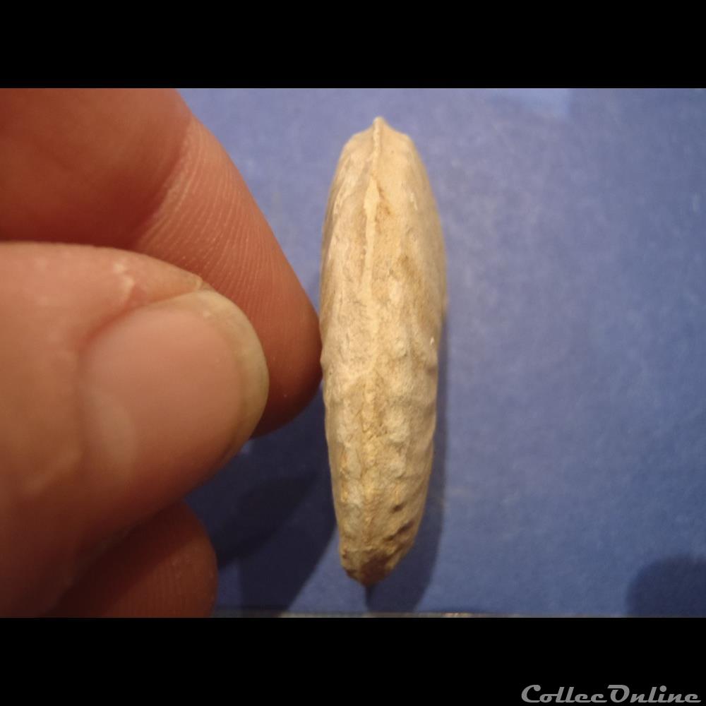 Schloenbachia varians 4 coquillage fossile invertebre schloenbachia varians