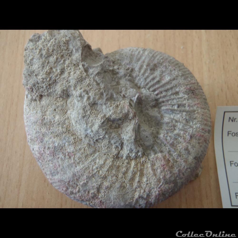 coquillage fossile invertebre ataxioceras sp