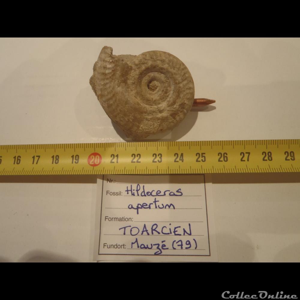 coquillage fossile invertebre hildoceras apertum