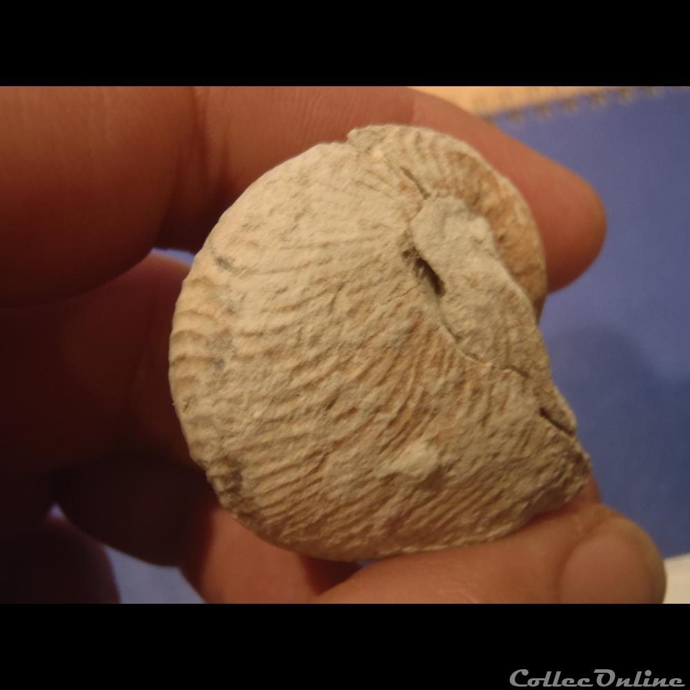 coquillage fossile invertebre cymatoceras