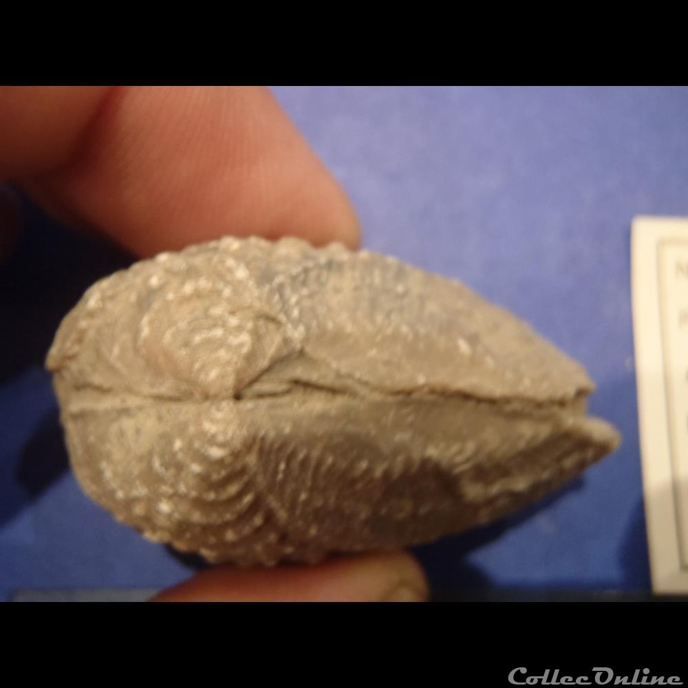 Myophorella clavellata 2 coquillage fossile invertebre myophorella clavellata