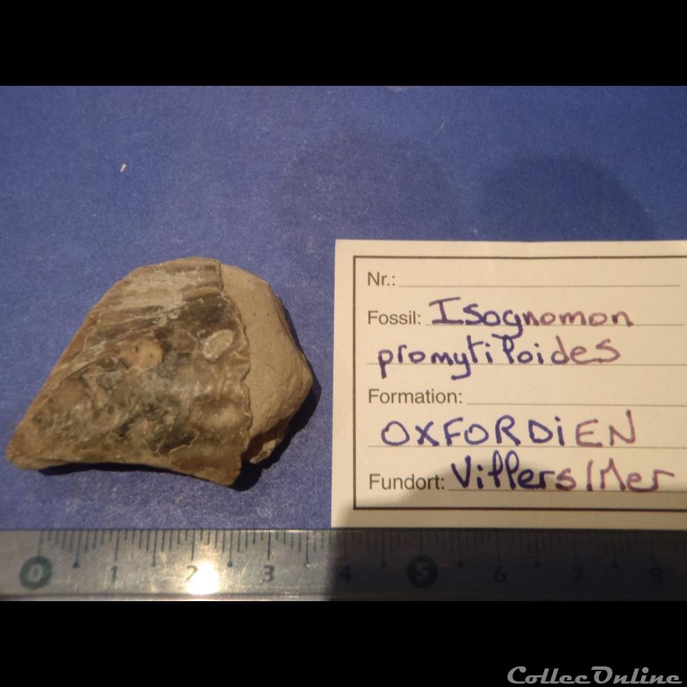 coquillage fossile invertebre isognomon promytliloides