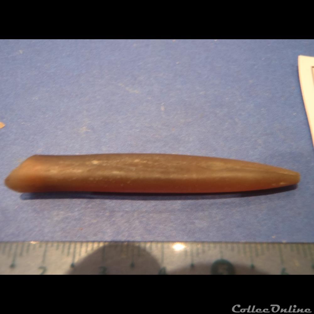 coquillage fossile invertebre hibolites hastatus