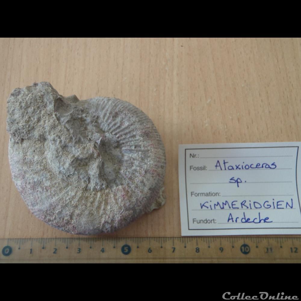 coquillage fossile invertebre ataxioceras sp