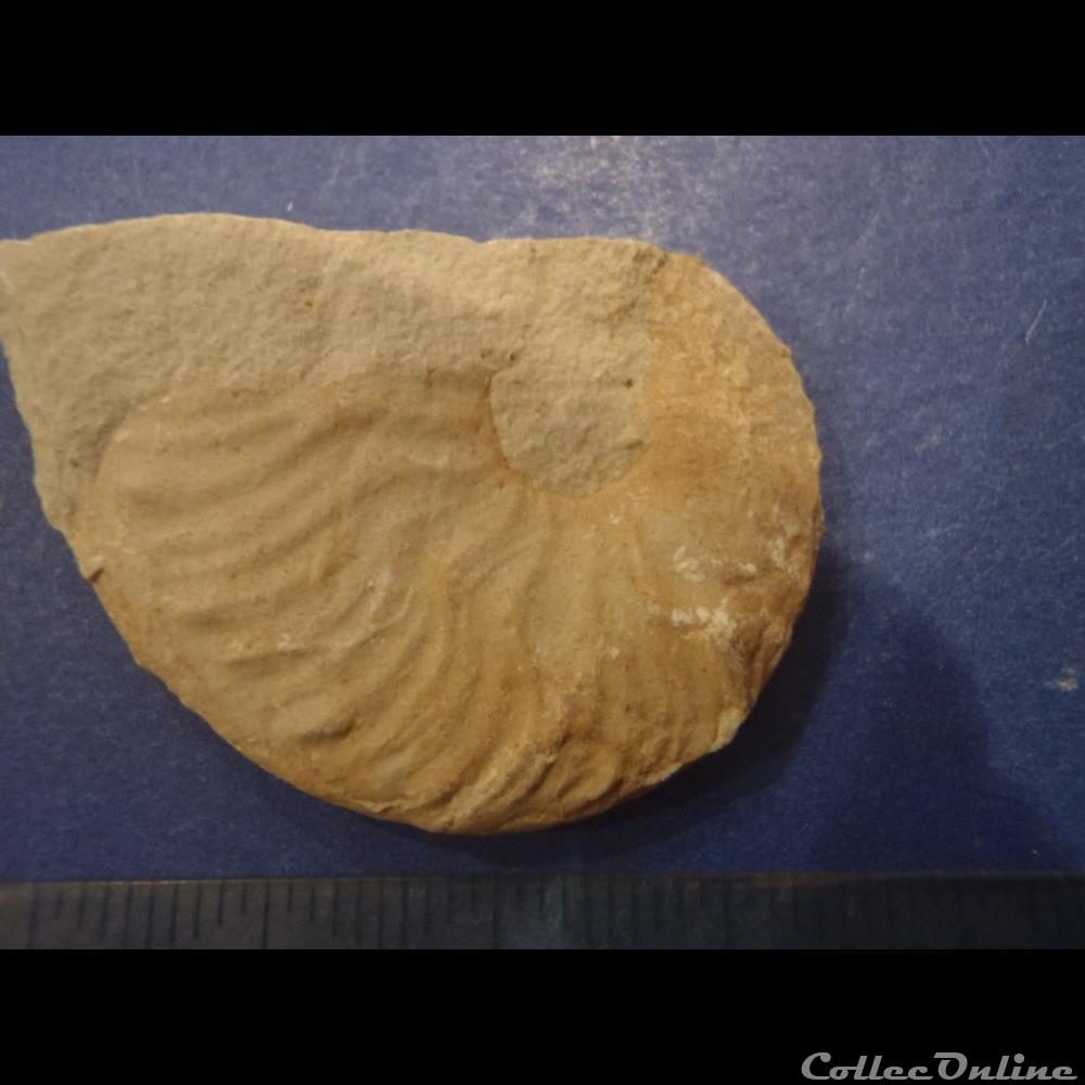 coquillage fossile invertebre hyphoplites falcatus