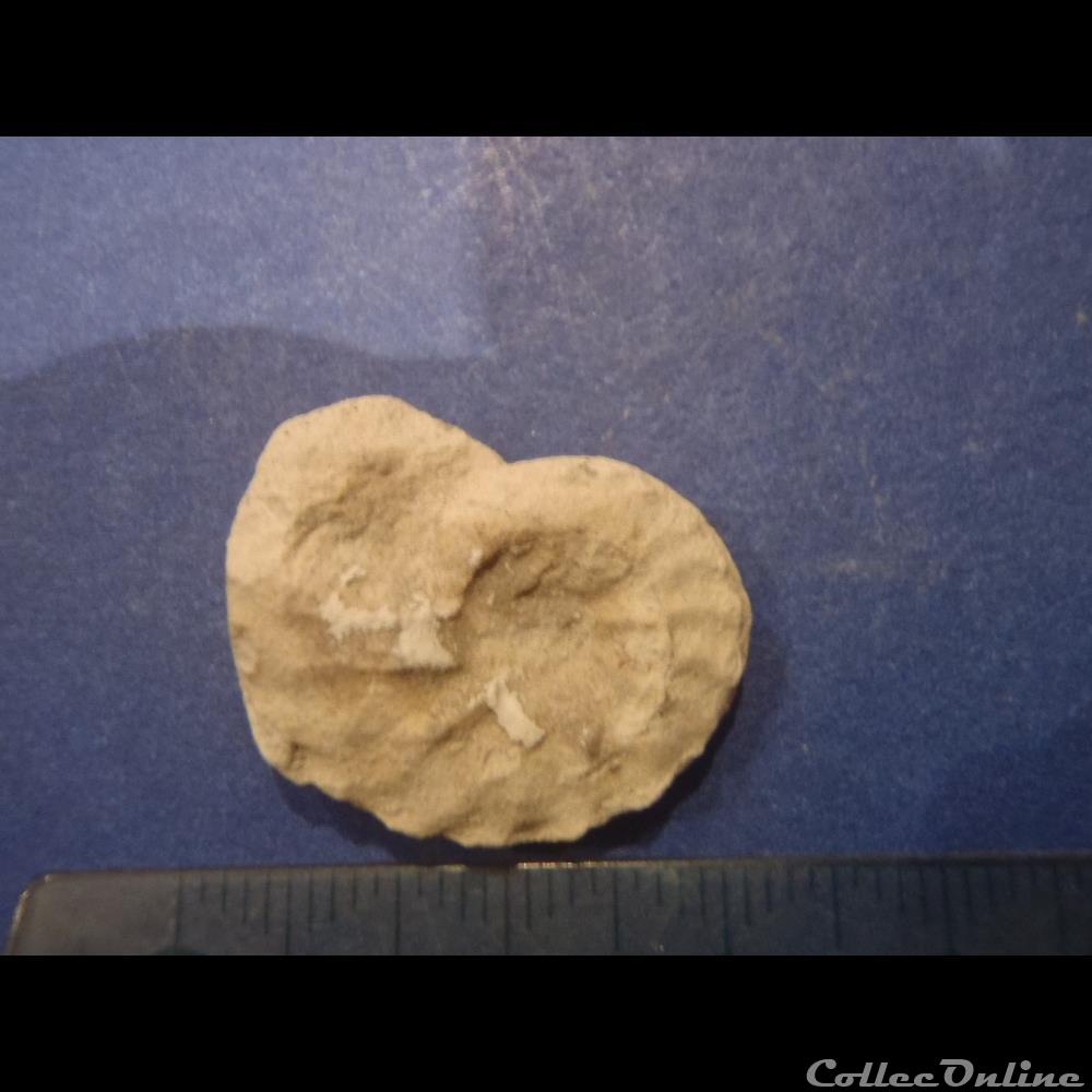 Schloenbachia varians 2 coquillage fossile invertebre schloenbachia varians