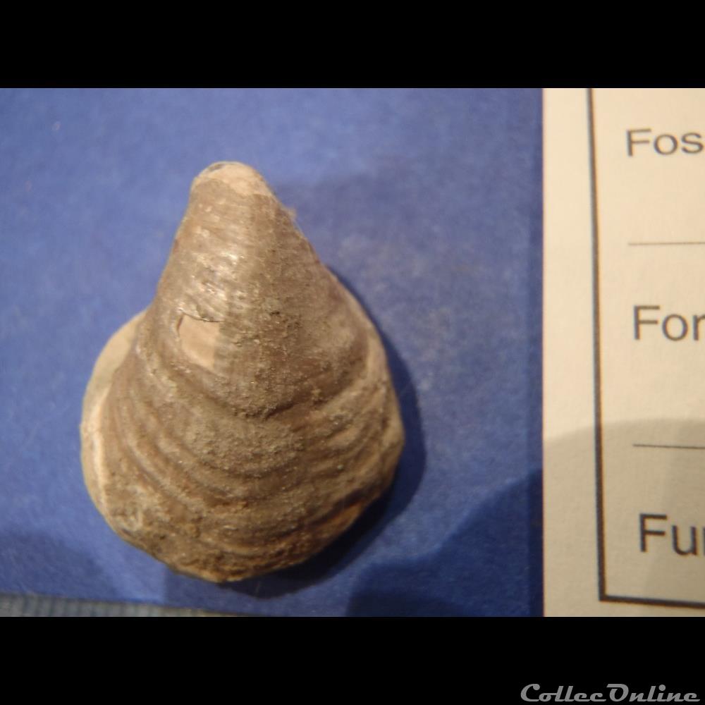 Inoceramus concentricus coquillage fossile invertebre inoceramus concentricus